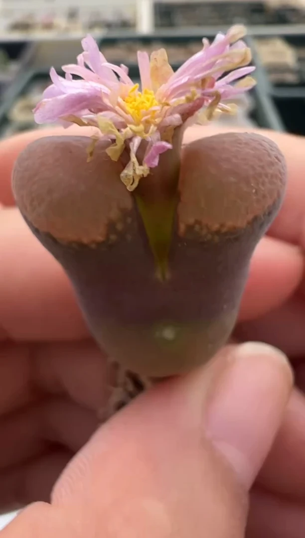 421好看的多肉冲冲冲