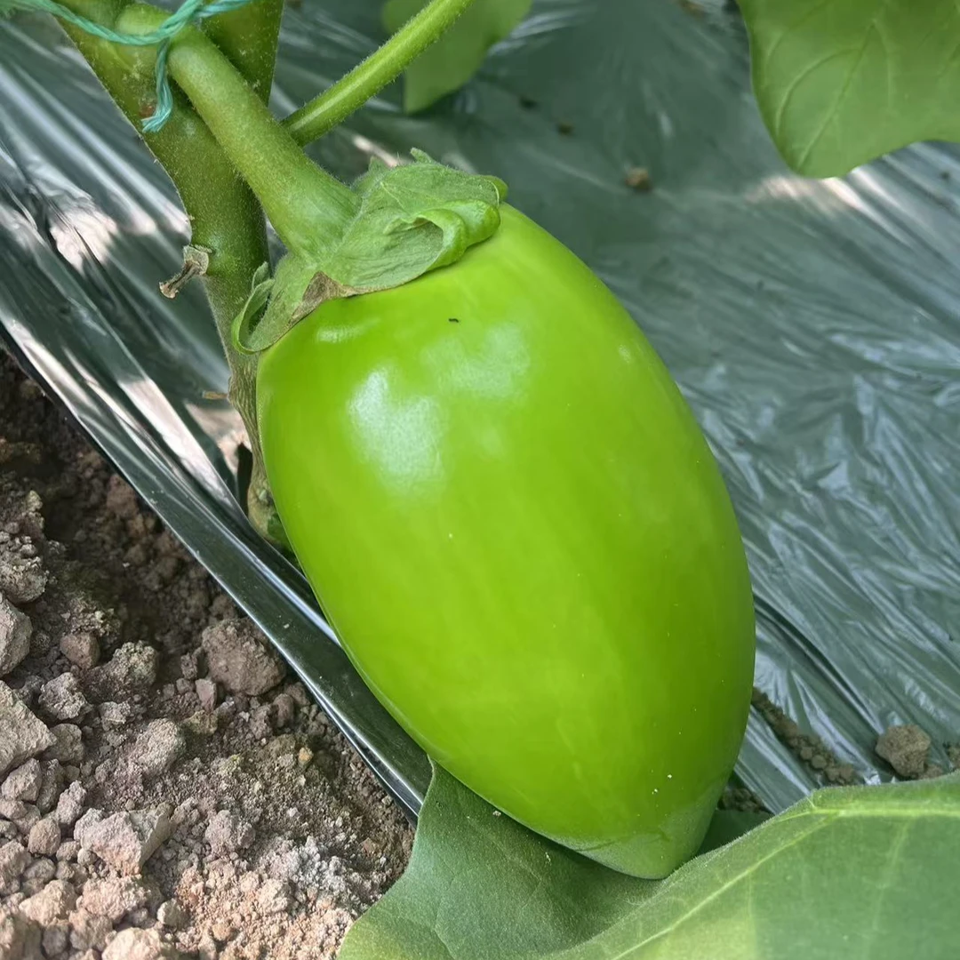 农家种植河南嫩青茄现摘现发圆茄现摘现发