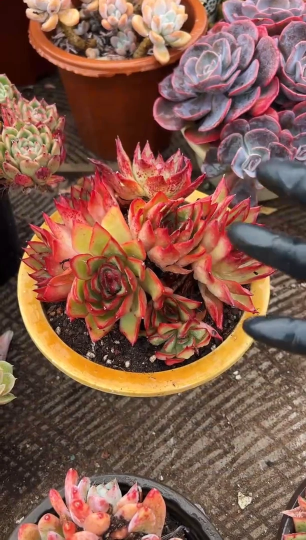 m****a多肉植物一物一拍19268