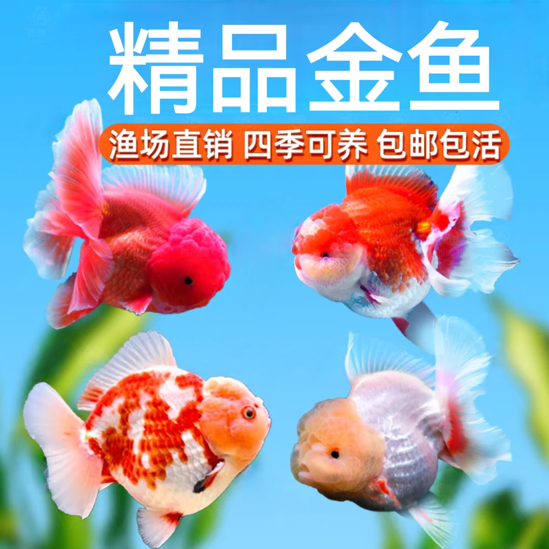 金鱼苗 猫狮/泰狮/玛丽/鎏金/元宝/水泡等 2-4公分31只混搭不指定