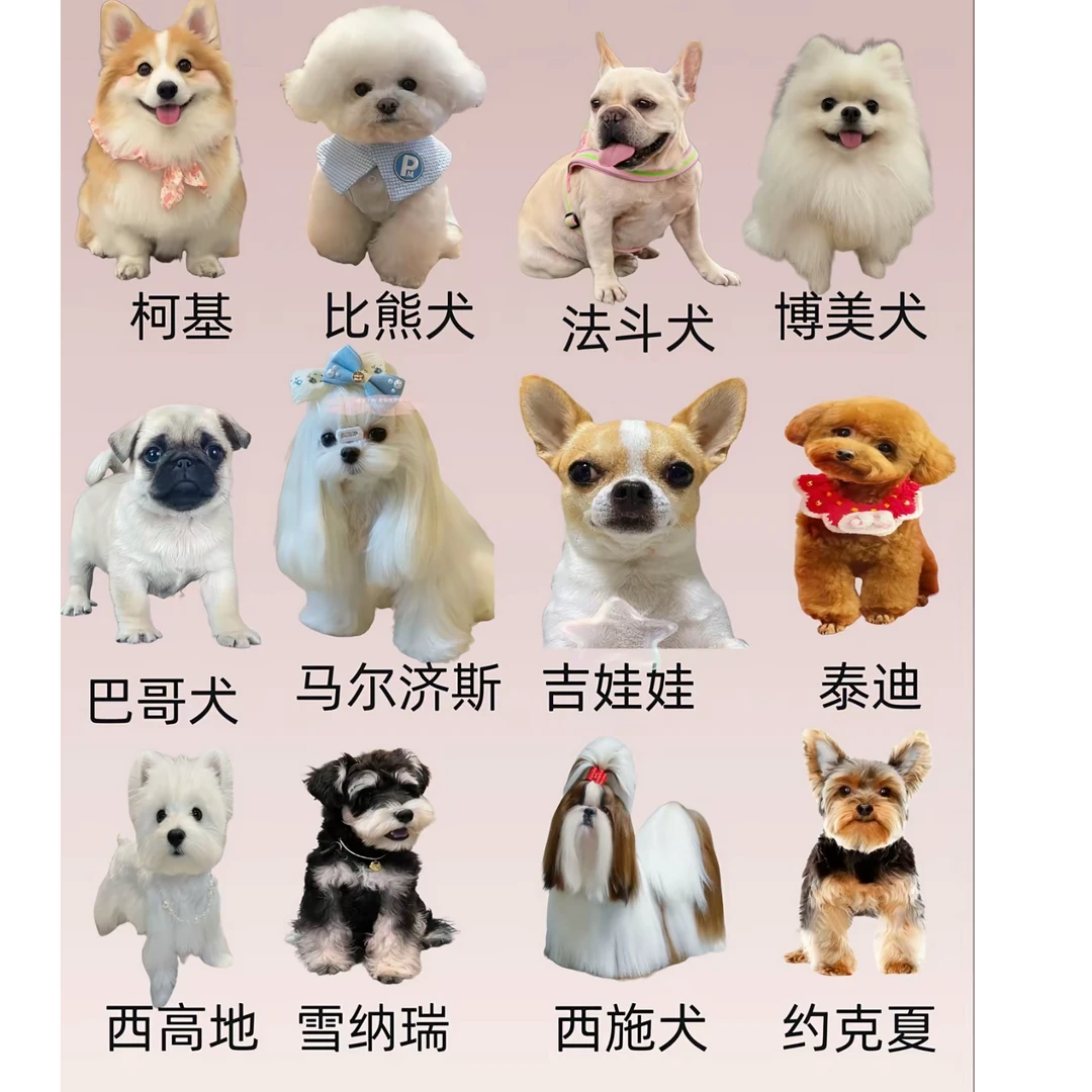 （诸城双超宠物家）狗狗活体