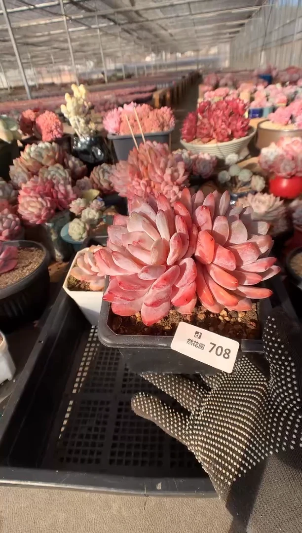 706韩橙多肉植物一物一拍