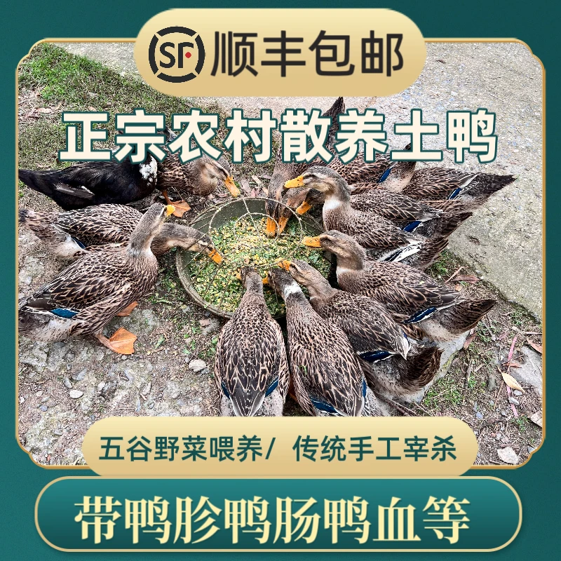 【土麻鸭】湖南农家高品质散养谷物喂养新鲜现杀现发顺丰真空保鲜