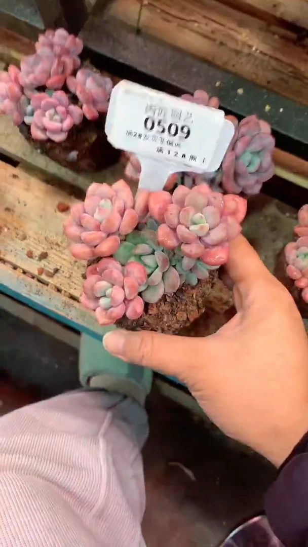 小*0509  模特区白露