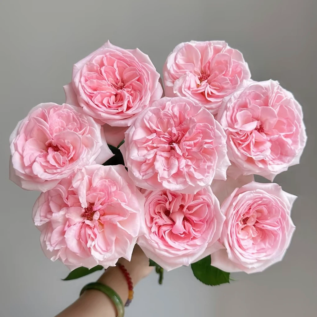 【两单顺丰一单中通】粉荔枝玫瑰粉玫瑰云南基地直发水养鲜花香味浓