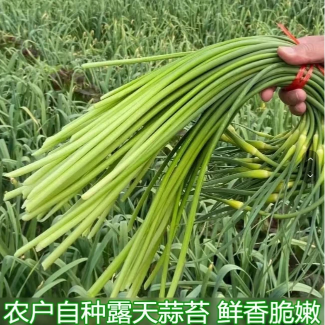 农家自种蒜苔蒜苗当季新鲜嫩蒜薹本地口感鲜嫩脆爽现摘现发精选装