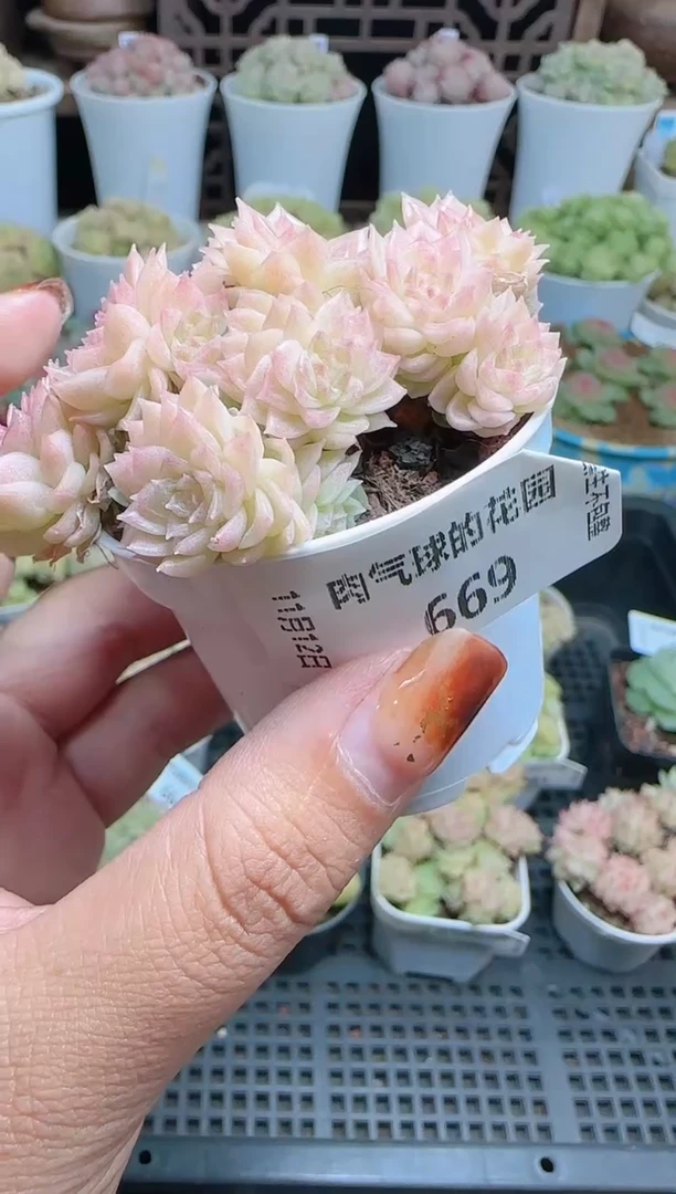 1112-669（群生不包整）