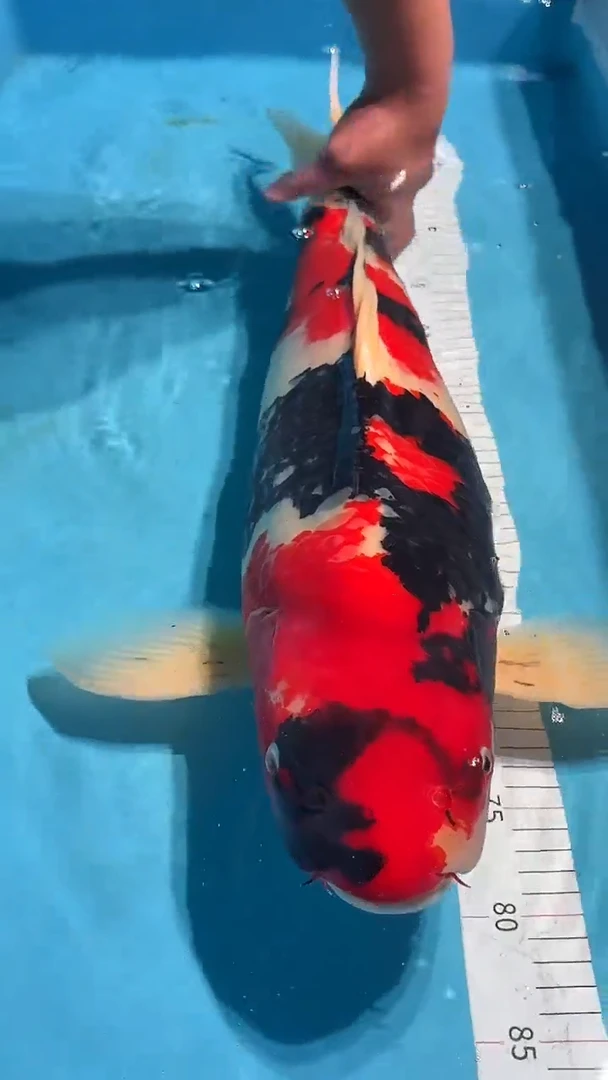 锦鲤锦鲤锦鲤锦鲤