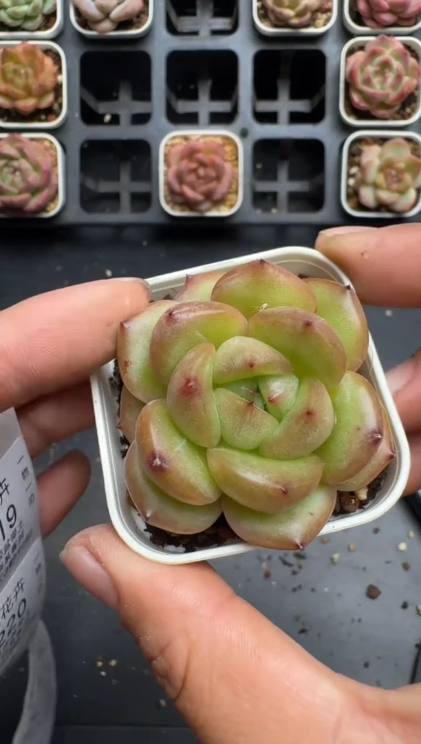 218N当天拍3颗包柚 脱土发纸巾打包 云禹花卉 珍妮多肉植物