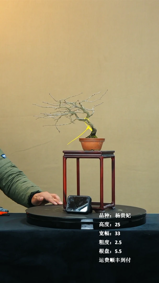 【闪购商品】10老鸦