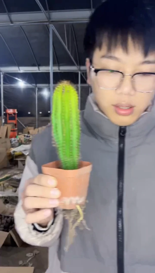 【闪购商品】实生根 大凤龙 高10-15cm