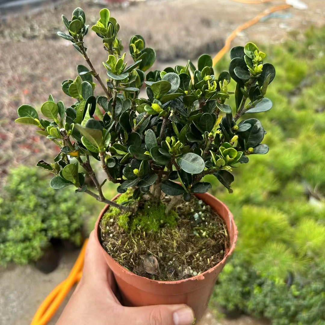 达摩栀子花盆景老桩