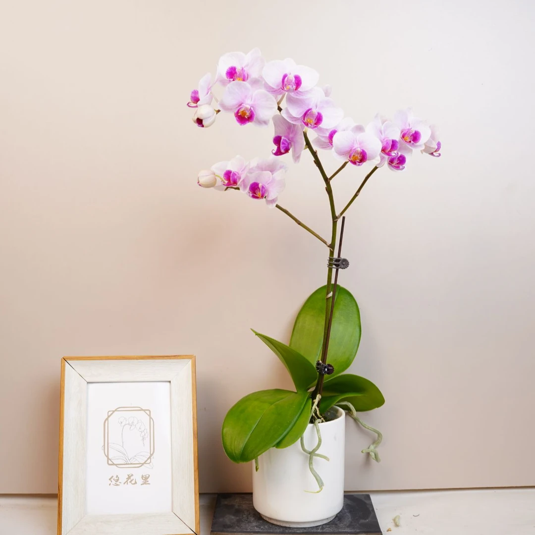 悠花里蝴蝶兰 粉（小白兔）全花开花株发货