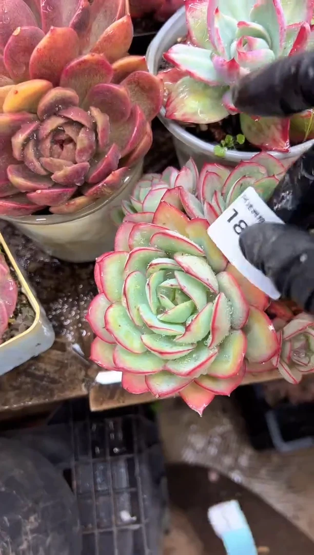 喵***代多肉植物一物一拍18386