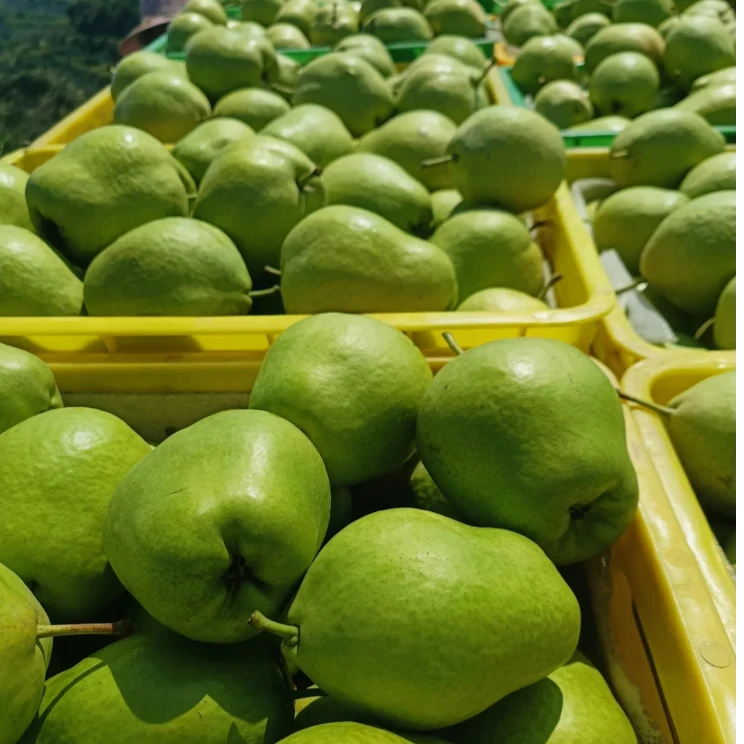 【头茬现摘】2025年现摘早熟梨脆甜多汁皮薄肉厚新鲜应季水果