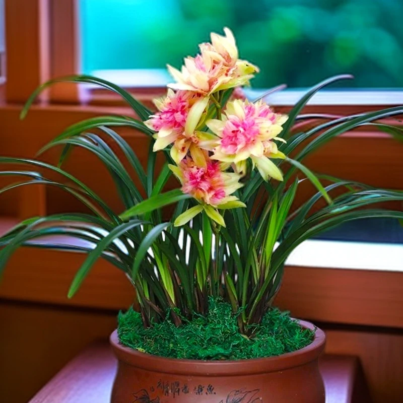 网红爆款兰花富山奇蝶建兰老品种花期长浓香型好养活的兰花盆栽