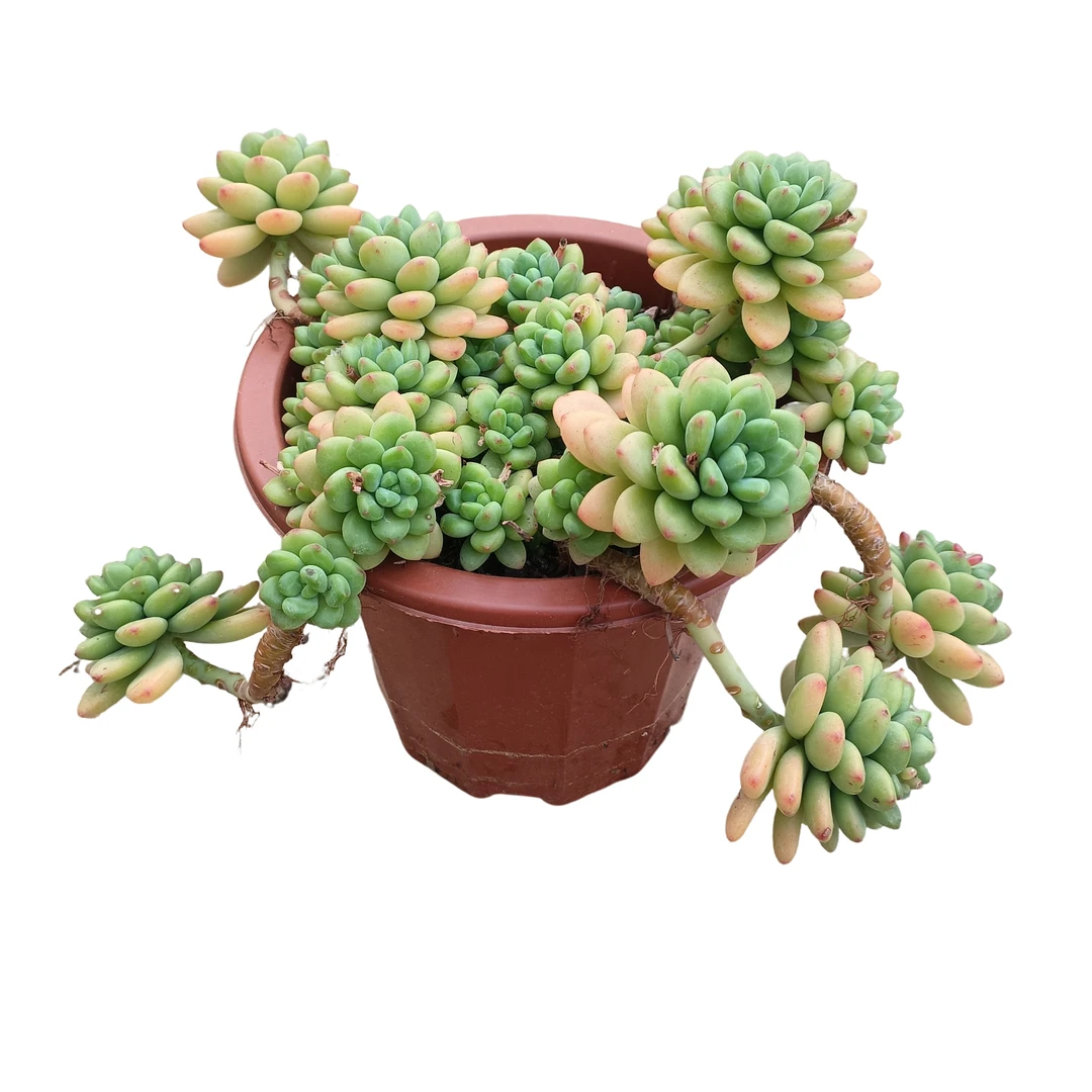 香格里拉 多肉植物 ( 满18包邮)