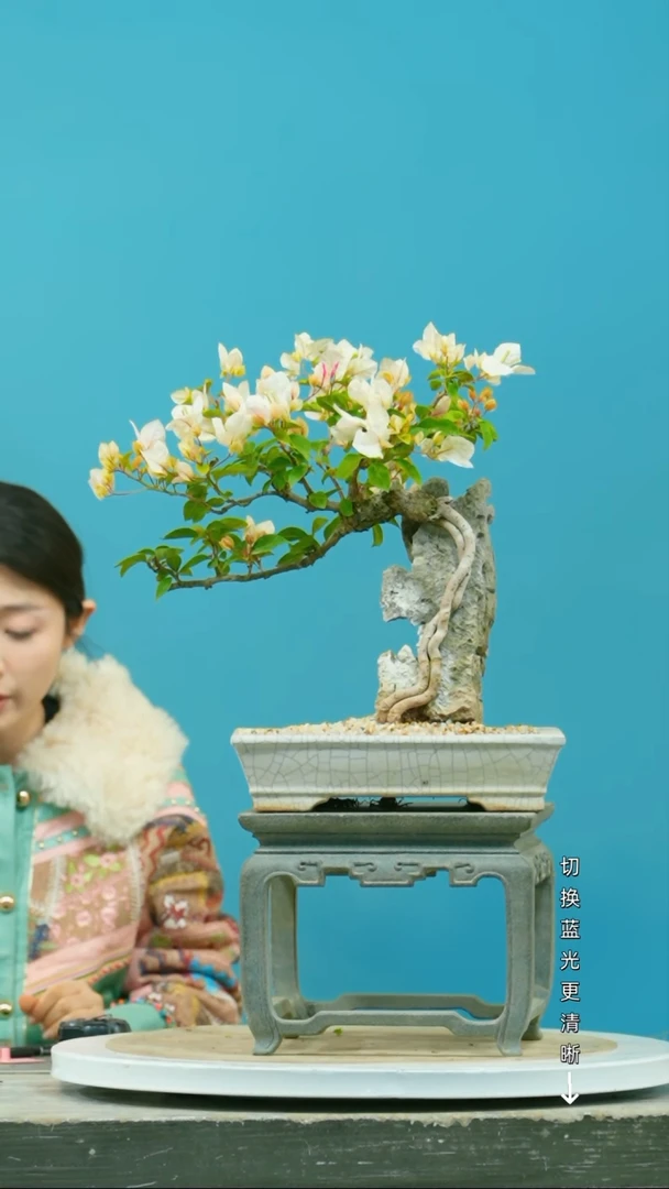 【闪购商品】盆景三角梅盆景