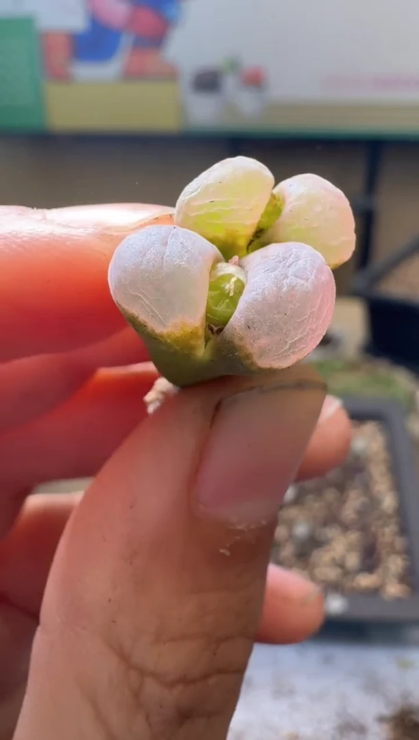 多肉植物肉锥17-369粉c10