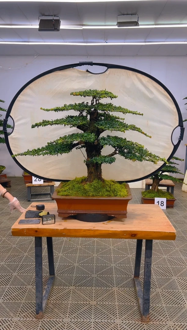 无花朵一物一拍一物一拍