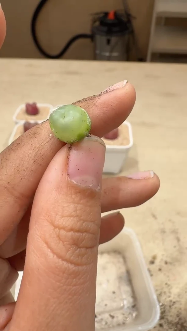 20-45多肉植物肉锥