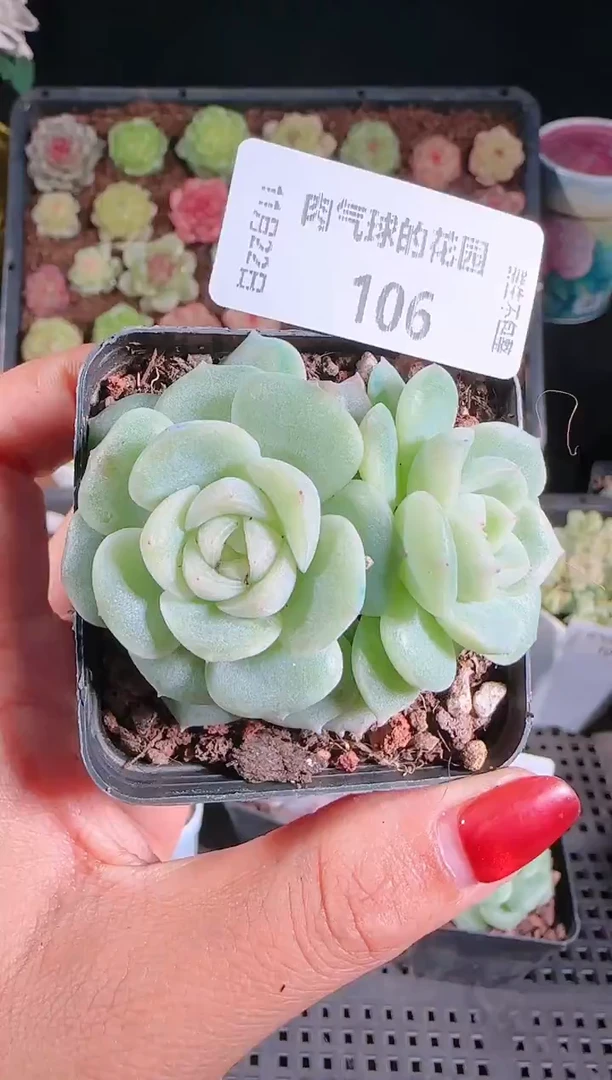 1122-106冰心27群生不包整