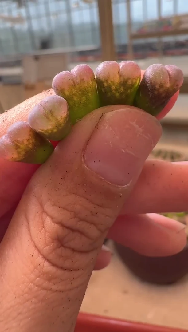 14-143多肉植物肉锥