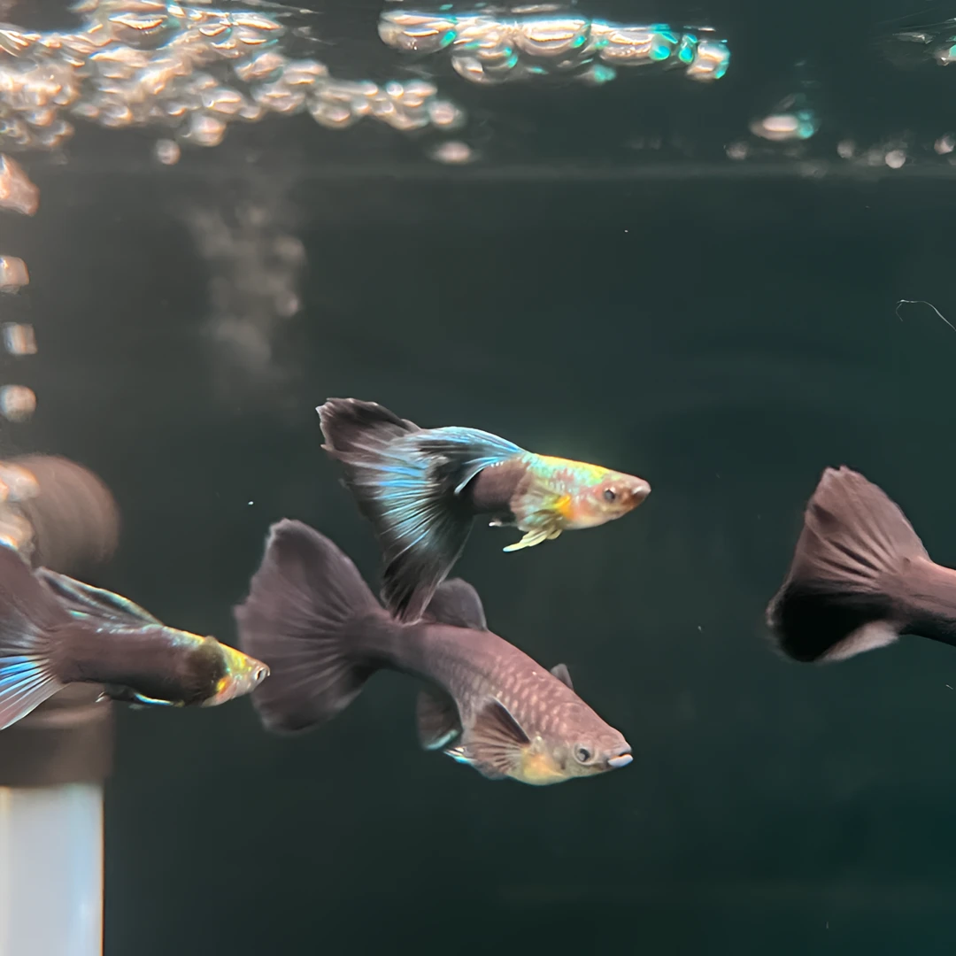 精品亮背蓝礼服观赏鱼欧意孔雀鱼（小型热带鱼适应23-28度水温）