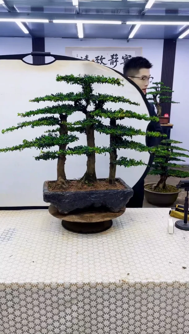 无花朵000000000000000