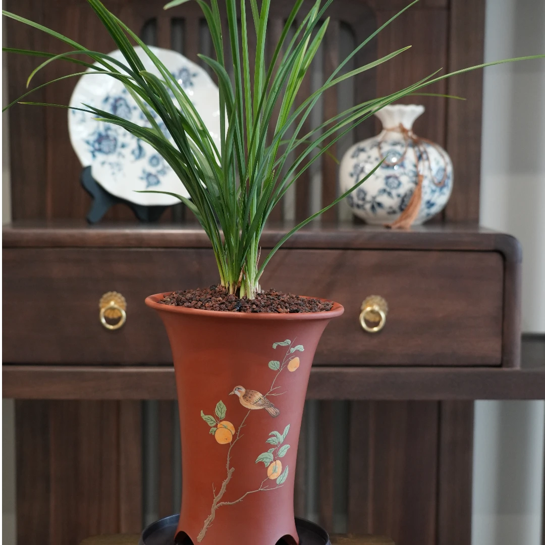 春兰汪字春兰铭品老八种高端桌面摆件盆栽兰花兰草花