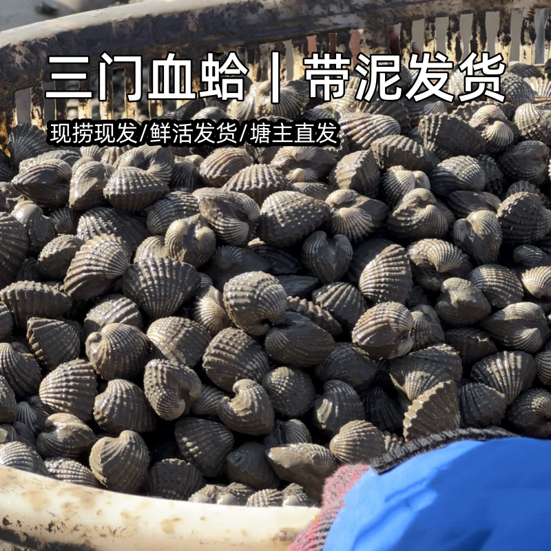 三门血蛤泥蚶银蚶新鲜白灼血蛤带泥活鲜生腌血蚶塘主直发赠开蚶器