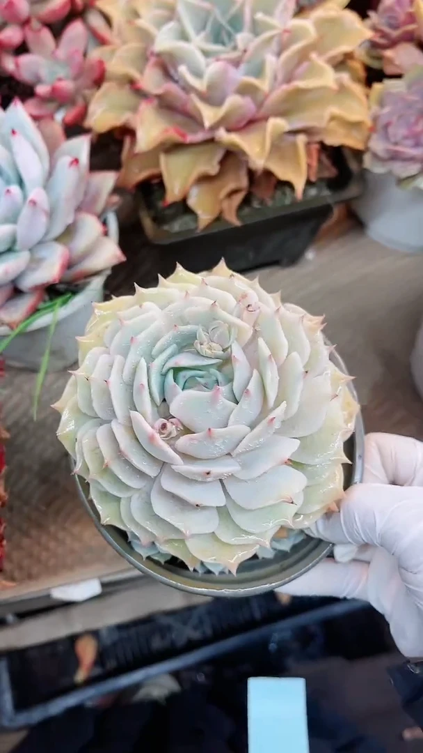 【闪购商品】15020