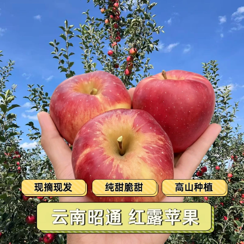 云南昭通高山种植红露苹果脆甜纯甜现摘现发净重发货