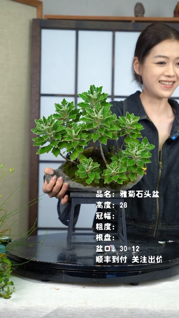 无花朵山野草石头盆