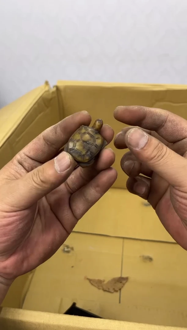 茶杯紫砂辉哥中古满30包邮