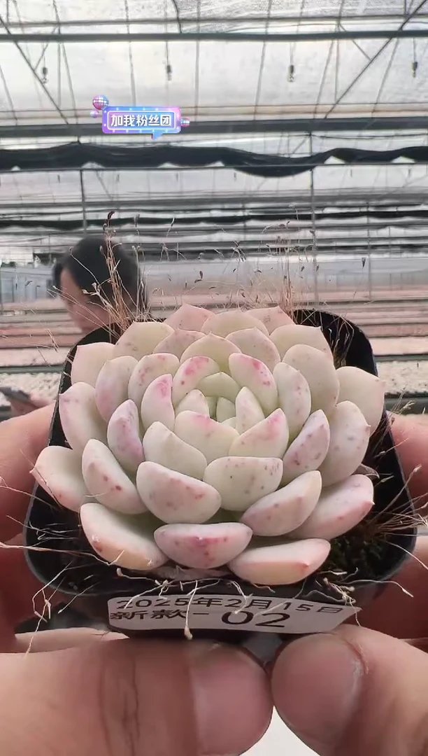 【闪购商品】新款多肉-2