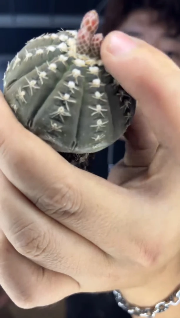 4颗 实生根 拉根 3-5cm