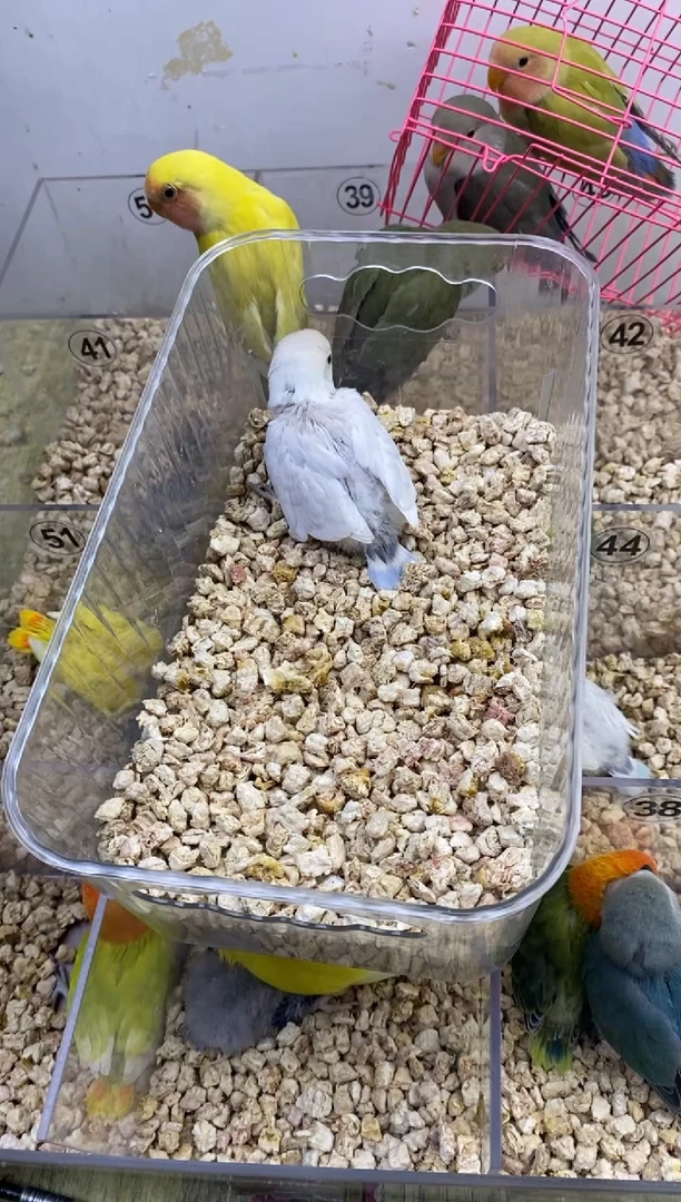 桃脸牡丹鹦鹉白紫碧云天