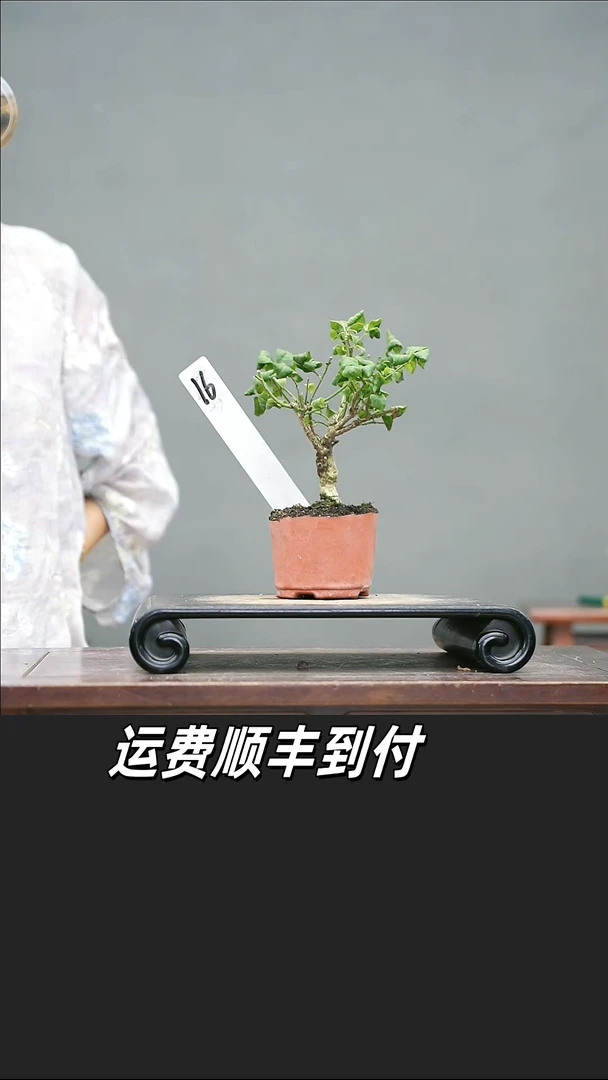 糯*呀16