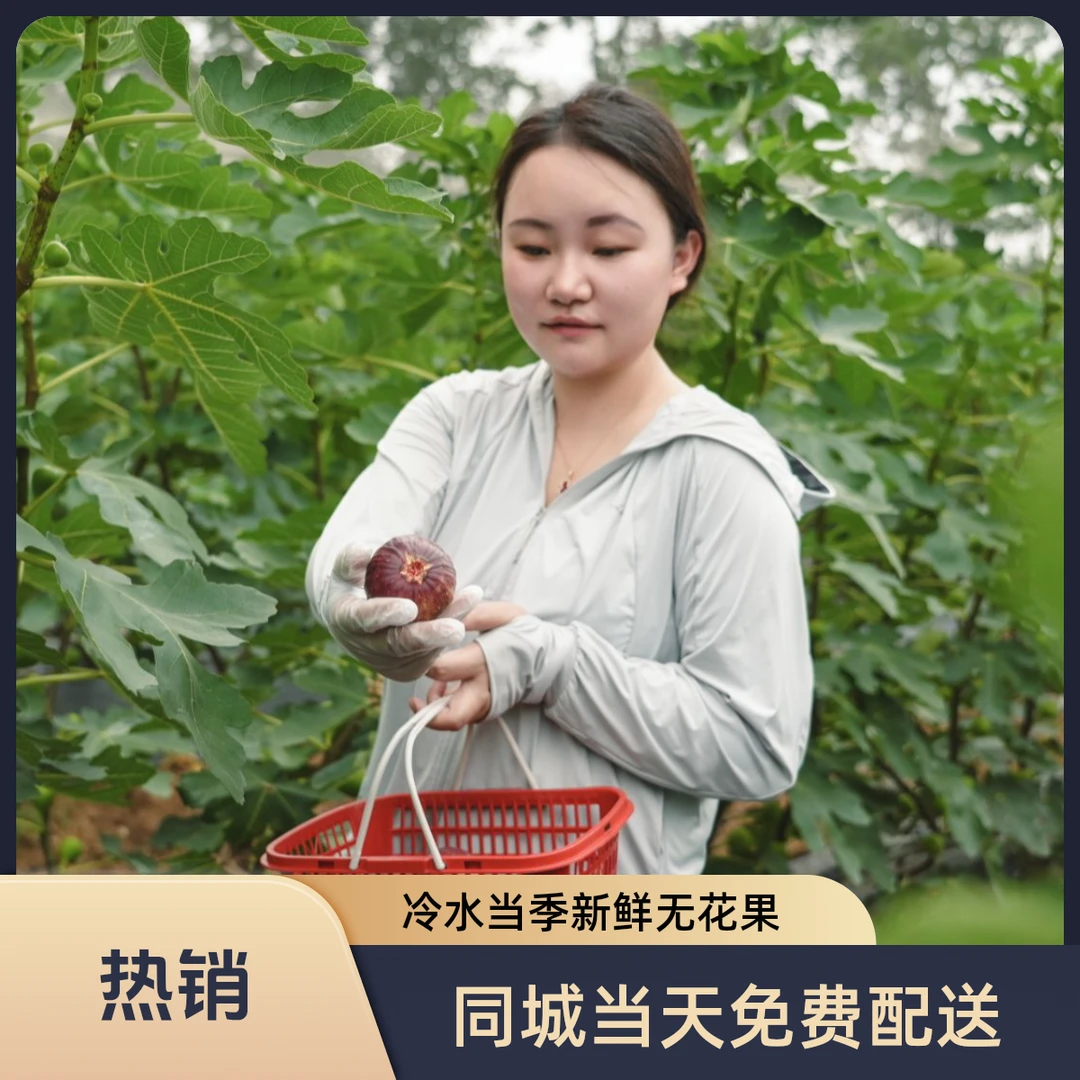 【同城当天免费配送】湖北钟祥冷水无花果当季水果软糯香甜树上的糖包子新鲜现摘现发