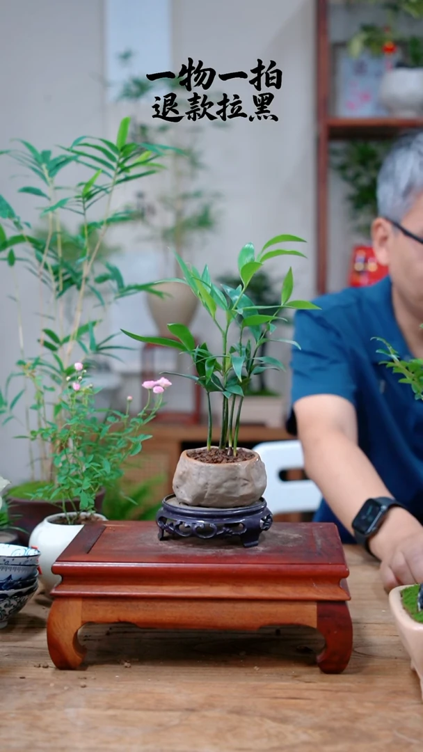 完全开放一***?竹柏686