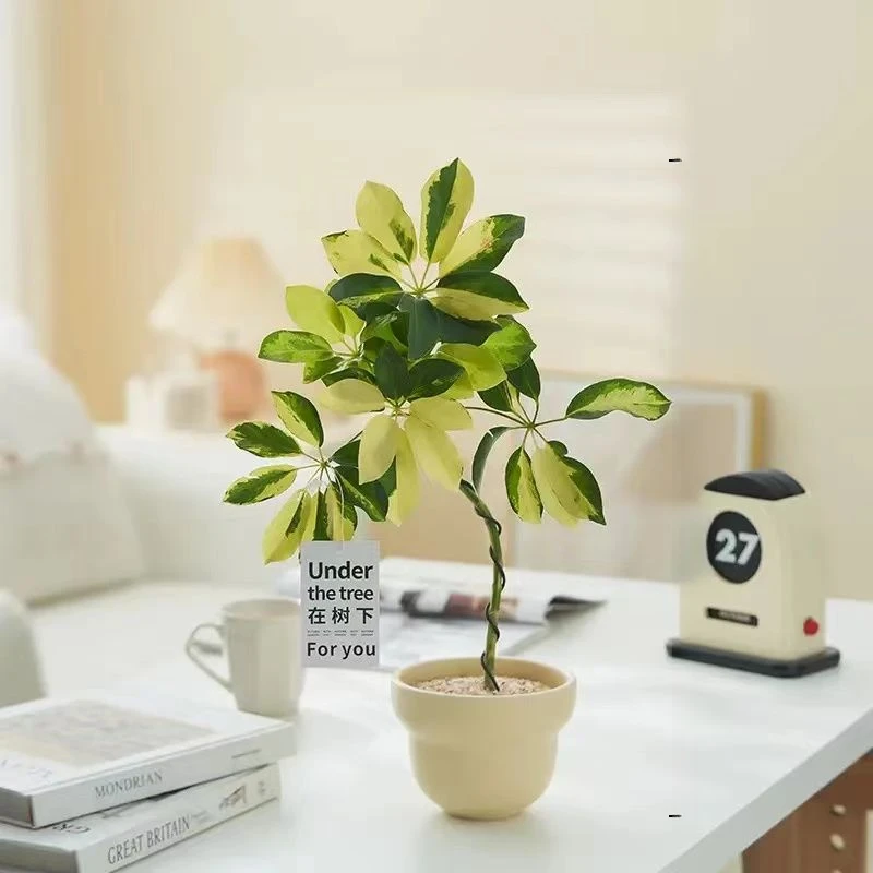 花叶莲鸭脚木盆栽植物办公室办公桌好养植物
