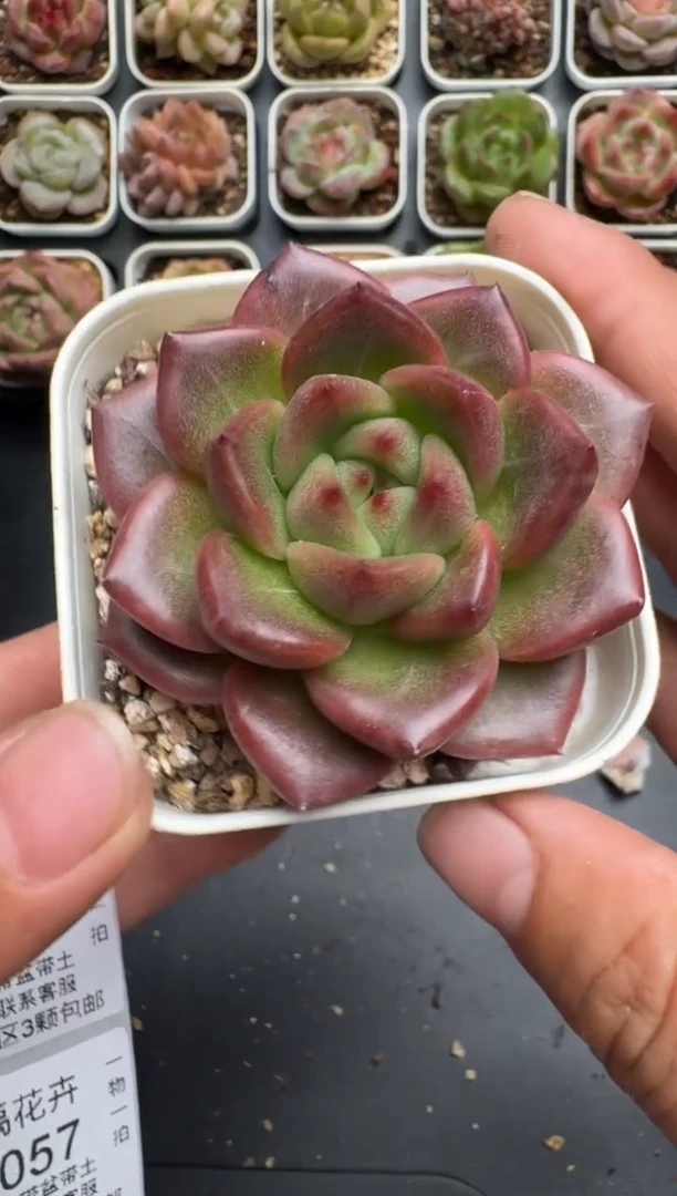 055N当天拍3颗包柚 带盆土纸巾打包 云禹花卉 珍妮多肉植物