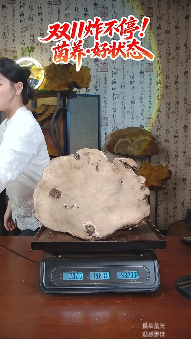 红缘拟层孔菌中国大陆藏区 野生】红缘树舌（6斤）60-70年份