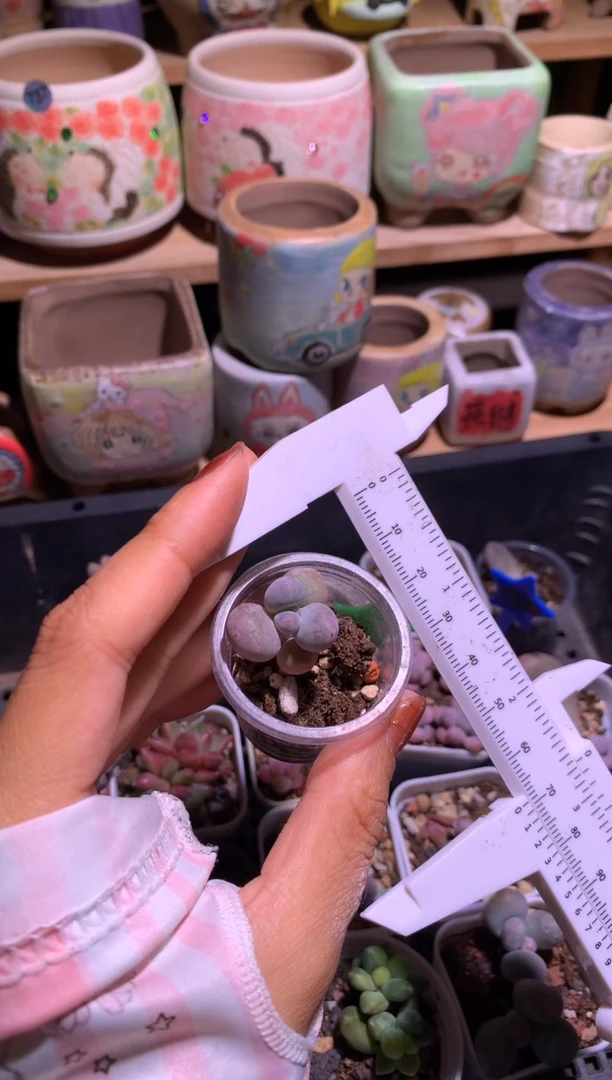 黄金鸡蛋大叶奶多肉小苗