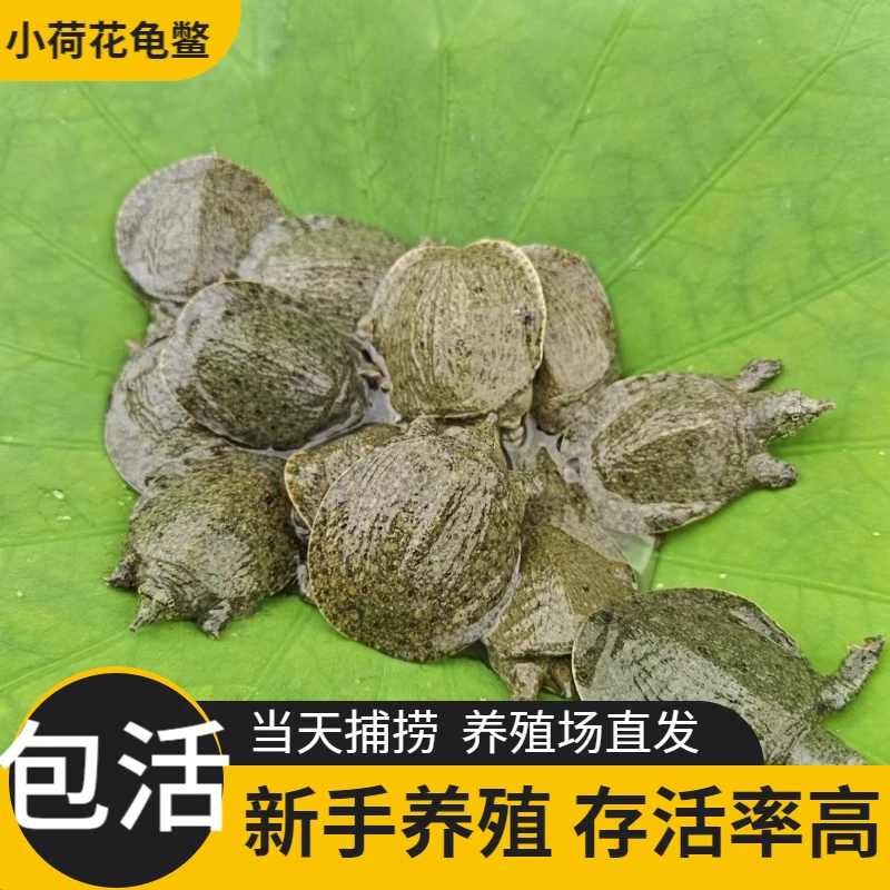 1【全规格外塘养殖甲鱼苗】中华鳖苗团鱼水鱼鳖鱼塘水库养殖甲鱼苗