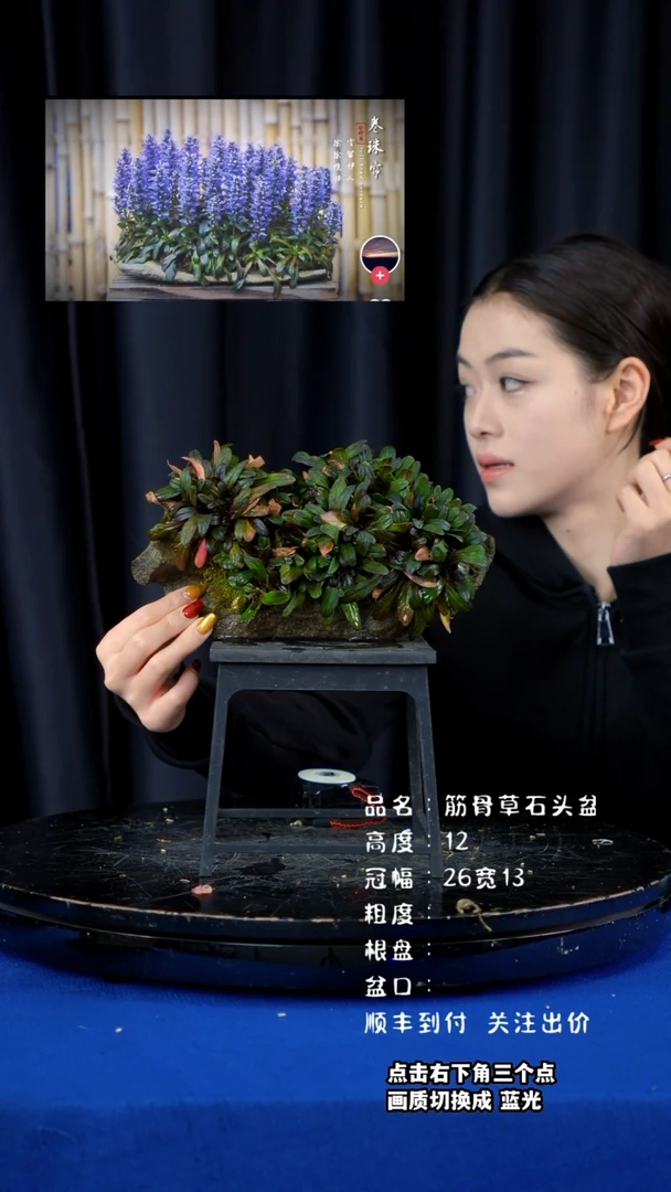 【闪购商品】筋骨草