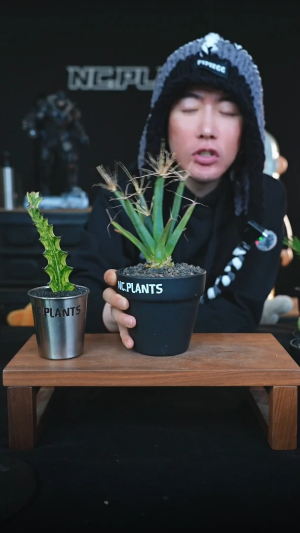 【闪购商品】大光山