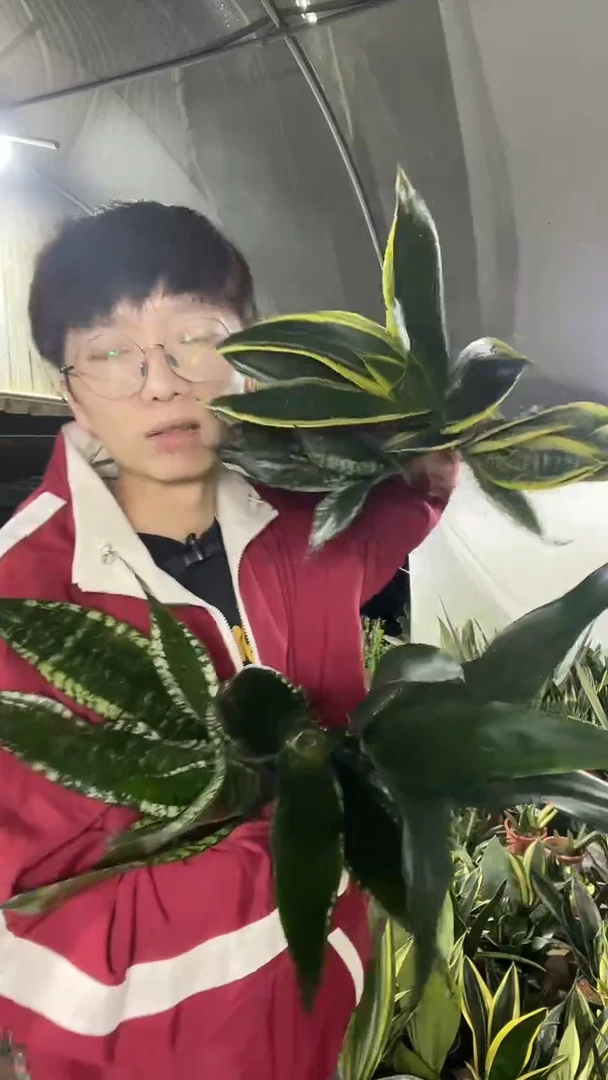黑金刚+星空+繁星+金虎耳+黑金丝+矮脚星空