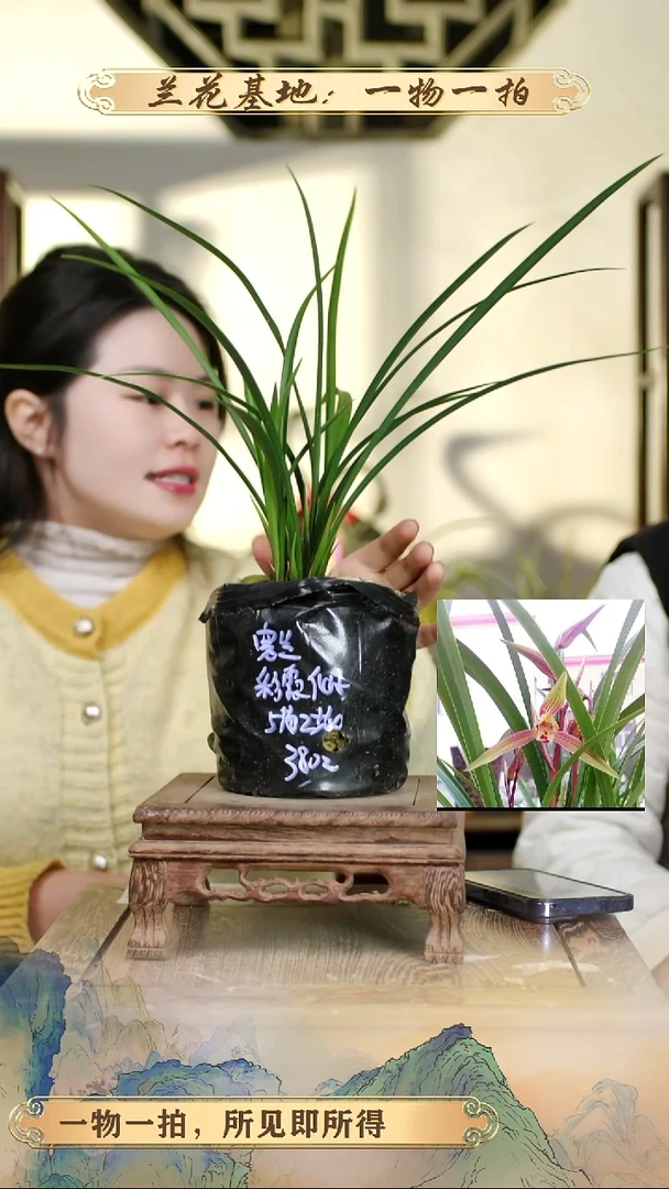 全部花苞寒兰彩霞仙子